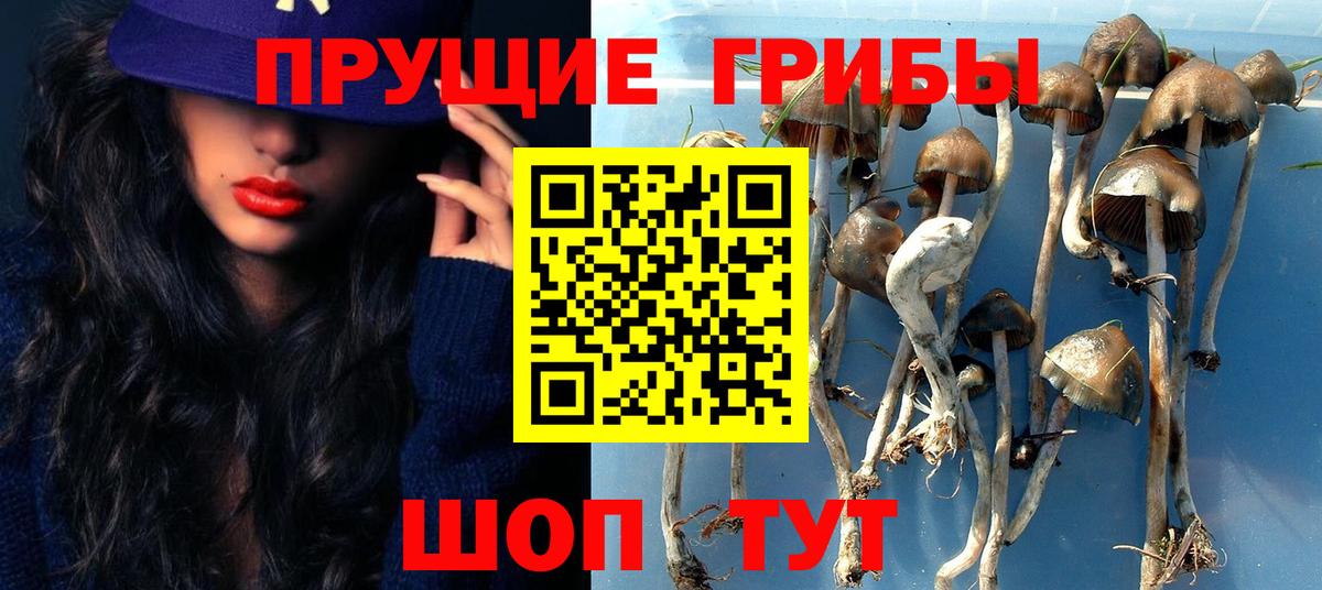 Галлюциногенные грибы Psilocybe Орск